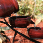 Cascading Solar Fountain - Close-Up Cascading Solar Fountain - Close-Up