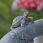 Country Gardens Two-Tier Solar Fountain - Turtle