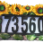 Solar Address Light - Sunflower
