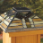 Mission Solar Post Cap Light Mission Solar Post Cap Light